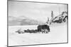 Horses and Sledge in the Klondike-null-Mounted Photographic Print