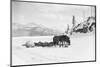Horses and Sledge in the Klondike-null-Mounted Photographic Print