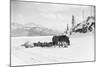 Horses and Sledge in the Klondike-null-Mounted Photographic Print