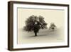 Horses and Tress II-Debra Van Swearingen-Framed Photographic Print