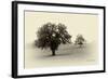 Horses and Tress II-Debra Van Swearingen-Framed Photographic Print