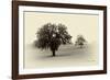 Horses and Tress II-Debra Van Swearingen-Framed Photographic Print