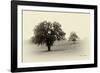 Horses and Tress II-Debra Van Swearingen-Framed Photographic Print