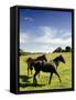 Horses are Shown at the New Bolton Center in Kennett Square, Pa-null-Framed Stretched Canvas