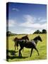 Horses are Shown at the New Bolton Center in Kennett Square, Pa-null-Stretched Canvas