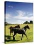 Horses are Shown at the New Bolton Center in Kennett Square, Pa-null-Stretched Canvas