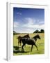 Horses are Shown at the New Bolton Center in Kennett Square, Pa-null-Framed Photographic Print