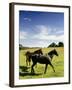 Horses are Shown at the New Bolton Center in Kennett Square, Pa-null-Framed Photographic Print