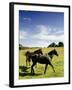 Horses are Shown at the New Bolton Center in Kennett Square, Pa-null-Framed Photographic Print