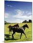 Horses are Shown at the New Bolton Center in Kennett Square, Pa-null-Mounted Photographic Print