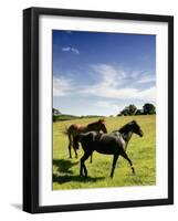 Horses are Shown at the New Bolton Center in Kennett Square, Pa-null-Framed Photographic Print