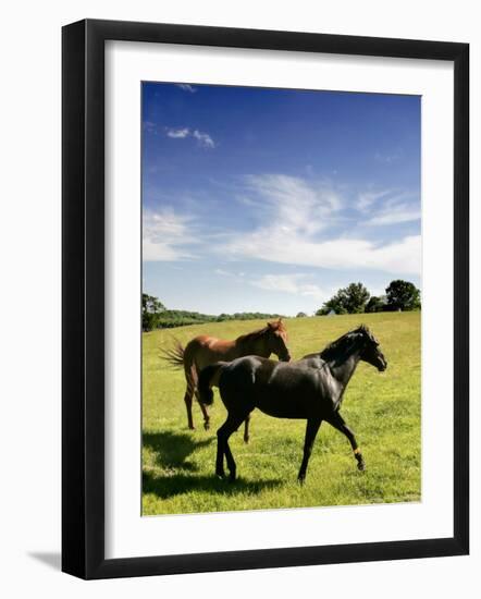 Horses are Shown at the New Bolton Center in Kennett Square, Pa-null-Framed Photographic Print