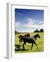 Horses are Shown at the New Bolton Center in Kennett Square, Pa-null-Framed Photographic Print