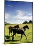 Horses are Shown at the New Bolton Center in Kennett Square, Pa-null-Mounted Photographic Print