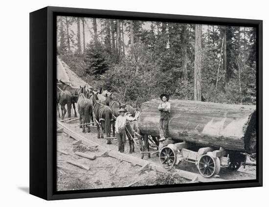 Horses are Used to Pull Large Tree Trunks on Railway Carriages in California-null-Framed Stretched Canvas