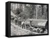 Horses are Used to Pull Large Tree Trunks on Railway Carriages in California-null-Framed Stretched Canvas