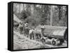 Horses are Used to Pull Large Tree Trunks on Railway Carriages in California-null-Framed Stretched Canvas