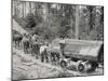 Horses are Used to Pull Large Tree Trunks on Railway Carriages in California-null-Mounted Premium Photographic Print