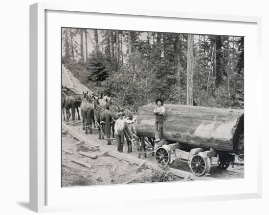 Horses are Used to Pull Large Tree Trunks on Railway Carriages in California-null-Framed Photographic Print