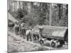 Horses are Used to Pull Large Tree Trunks on Railway Carriages in California-null-Mounted Photographic Print