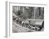 Horses are Used to Pull Large Tree Trunks on Railway Carriages in California-null-Framed Photographic Print