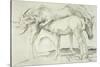 Horses at Coolmore, 1990-Antonio Ciccone-Stretched Canvas