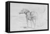 Horses at Coolmore, 1990-Antonio Ciccone-Framed Stretched Canvas