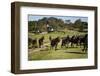 Horses at Estancia Los Potreros, Cordoba Province, Argentina, South America-Yadid Levy-Framed Photographic Print