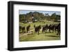 Horses at Estancia Los Potreros, Cordoba Province, Argentina, South America-Yadid Levy-Framed Photographic Print