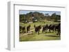 Horses at Estancia Los Potreros, Cordoba Province, Argentina, South America-Yadid Levy-Framed Photographic Print