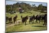 Horses at Estancia Los Potreros, Cordoba Province, Argentina, South America-Yadid Levy-Mounted Photographic Print