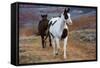 Horses at Full Gallop-Terry Eggers-Framed Stretched Canvas