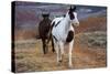 Horses at Full Gallop-Terry Eggers-Stretched Canvas