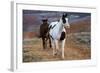 Horses at Full Gallop-Terry Eggers-Framed Photographic Print