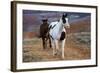 Horses at Full Gallop-Terry Eggers-Framed Photographic Print