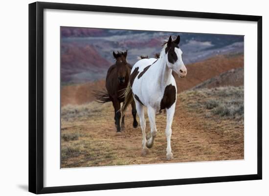 Horses at Full Gallop-Terry Eggers-Framed Photographic Print