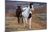 Horses at Full Gallop-Terry Eggers-Mounted Photographic Print