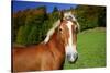 Horses at Hintergraseck, Garmisch-Partenkirchen, Upper Bavaria, Bavaria, Germany-null-Stretched Canvas