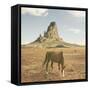 Horses at Mount Agathla, Monument Valley, Arizona-Vincent James-Framed Stretched Canvas