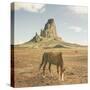 Horses at Mount Agathla, Monument Valley, Arizona-Vincent James-Stretched Canvas