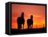 Horses at Sunset near Ranfurly, Maniototo, Central Otago-David Wall-Framed Stretched Canvas