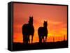 Horses at Sunset near Ranfurly, Maniototo, Central Otago-David Wall-Framed Stretched Canvas