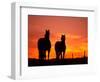 Horses at Sunset near Ranfurly, Maniototo, Central Otago-David Wall-Framed Photographic Print