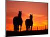 Horses at Sunset near Ranfurly, Maniototo, Central Otago-David Wall-Mounted Photographic Print