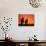 Horses at Sunset near Ranfurly, Maniototo, Central Otago-David Wall-Photographic Print displayed on a wall