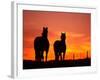 Horses at Sunset near Ranfurly, Maniototo, Central Otago-David Wall-Framed Photographic Print