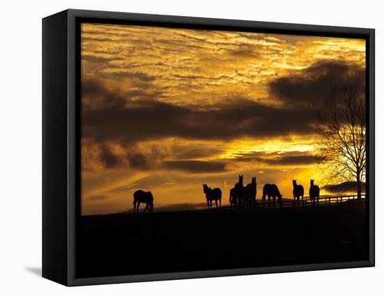 Horses at Sunset-Aledanda-Framed Stretched Canvas