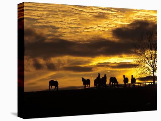 Horses at Sunset-Aledanda-Stretched Canvas