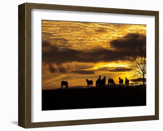 Horses at Sunset-Aledanda-Framed Photographic Print