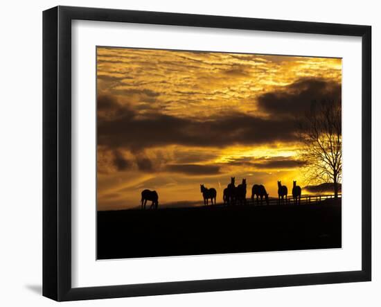 Horses at Sunset-Aledanda-Framed Photographic Print